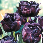 25 Tulip Bulbs for Planting, Easy-Grow Spring Flowers, Assorted Perennial Tulip Bulbs, Bulb Size 11/12 cm, Gardens, Containers, Flowerbeds Planting (Black Tulip)