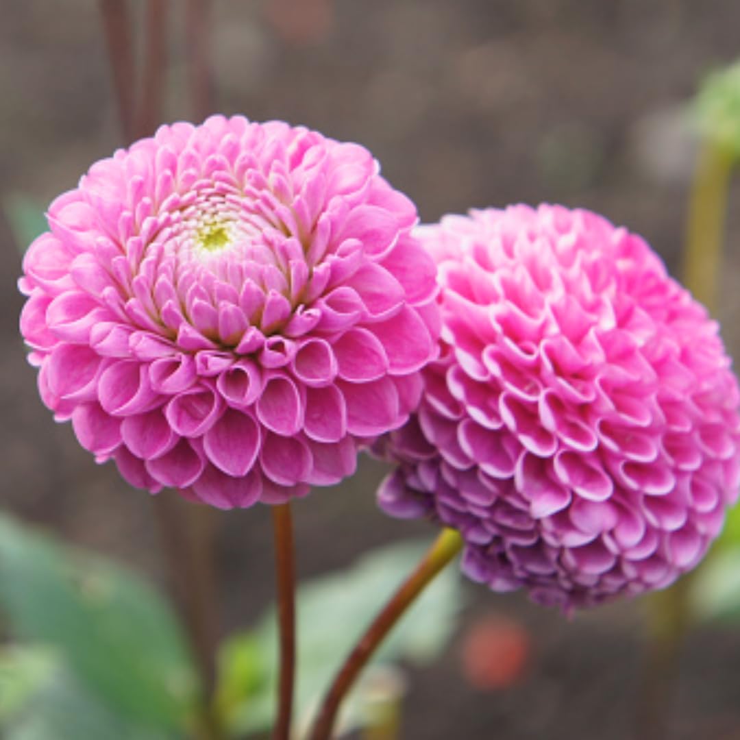 2 Dahlia Bulbs for Spring Planting, Dahlia Bulbs for Planting Indoor and Outdoor (Dark Pink)
