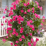 2 Pink Mandevilla Plants Live, Trailing Mandevilla Vine for Outdoor Planting, 4-6 Inch Tall Live Flowering Vine for Trellis or Containers