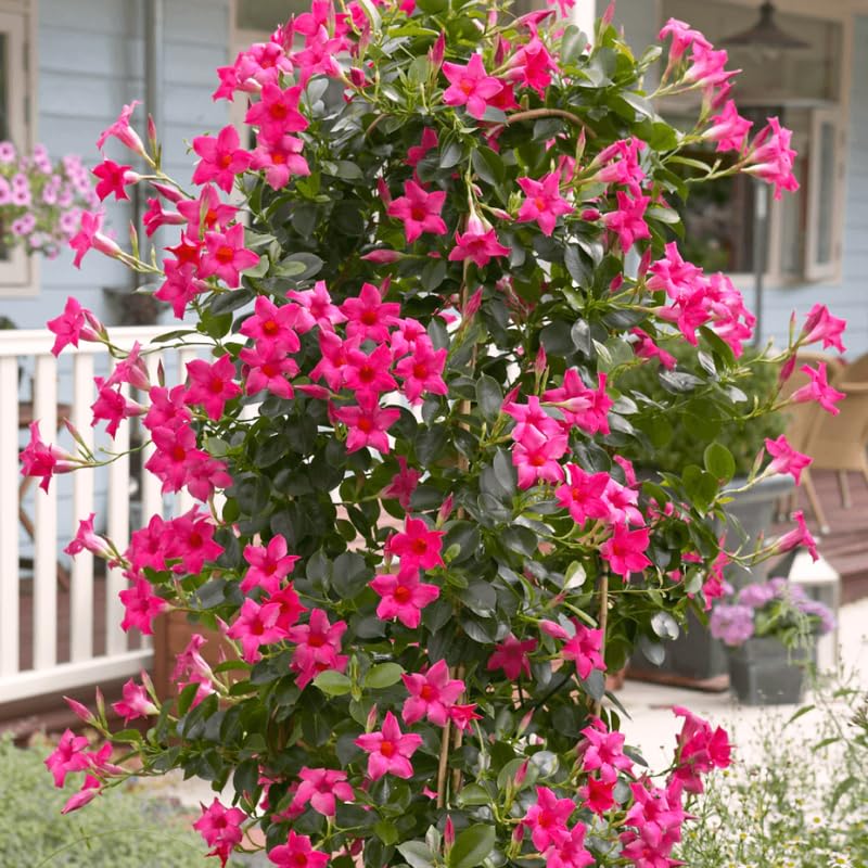 2 Pink Mandevilla Plants Live, Trailing Mandevilla Vine for Outdoor Planting, 4-6 Inch Tall Live Flowering Vine for Trellis or Containers