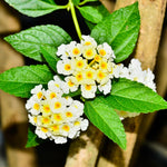 2 Trailing Lantana Plants Live for Planting Indoor Outdoor, 4-8 Inch Tall, Butterfly Fragrant Lantana Flowers Perennial to Grow, No Pot (White Lantana)