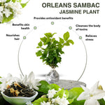 3 Maid of Orleans Sambac Jasmine Live Plants, Jasmine Plant Live, Sambac Jasmine, 4 to 6 Inc Tall, Tea Jasmine Fragrant Plant, Blooming Jasmine Plants