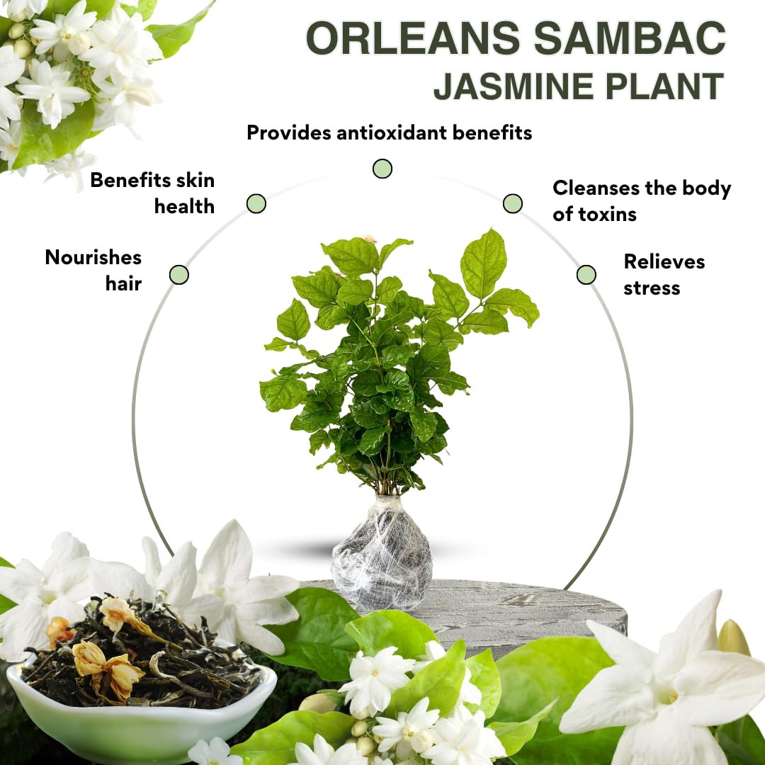 3 Maid of Orleans Sambac Jasmine Live Plants, Jasmine Plant Live, Sambac Jasmine, 4 to 6 Inc Tall, Tea Jasmine Fragrant Plant, Blooming Jasmine Plants