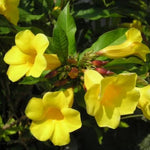 Mandevilla Plant Live, 5 to 6 Inc Tall Seedling, Yellow Mandevilla Vine Plants, Perennial Flower Mandevilla Starter Plant Indoor Outdoor Garden