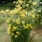 8Oz Jerualem Artichoke for Planting Outdoors, Sunroots Sunchokes Artichoke Tubers, Fresh Jerusalem Artichoke Roots to Grow