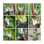Sets 2 Bird of Paradise Plants Live, White and Yellow Striking Blue Yellow Blooms, 5 to 9 Inc Tall, No Pot, Tropical Houseplant, Exotic and Vibrant Color
