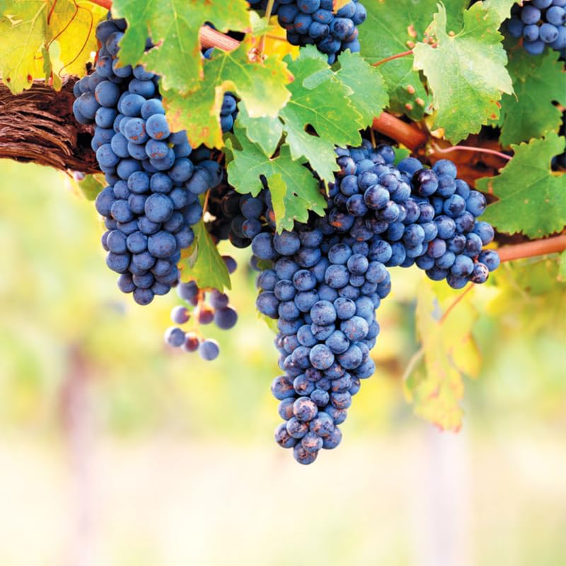 Bluish-Black Seedless Grape Vines Live Plants for Planting, 5-10" Grape Tree for Outdoor Garden, Dormant in Winter, Cold Hardy, Sweet Flavor