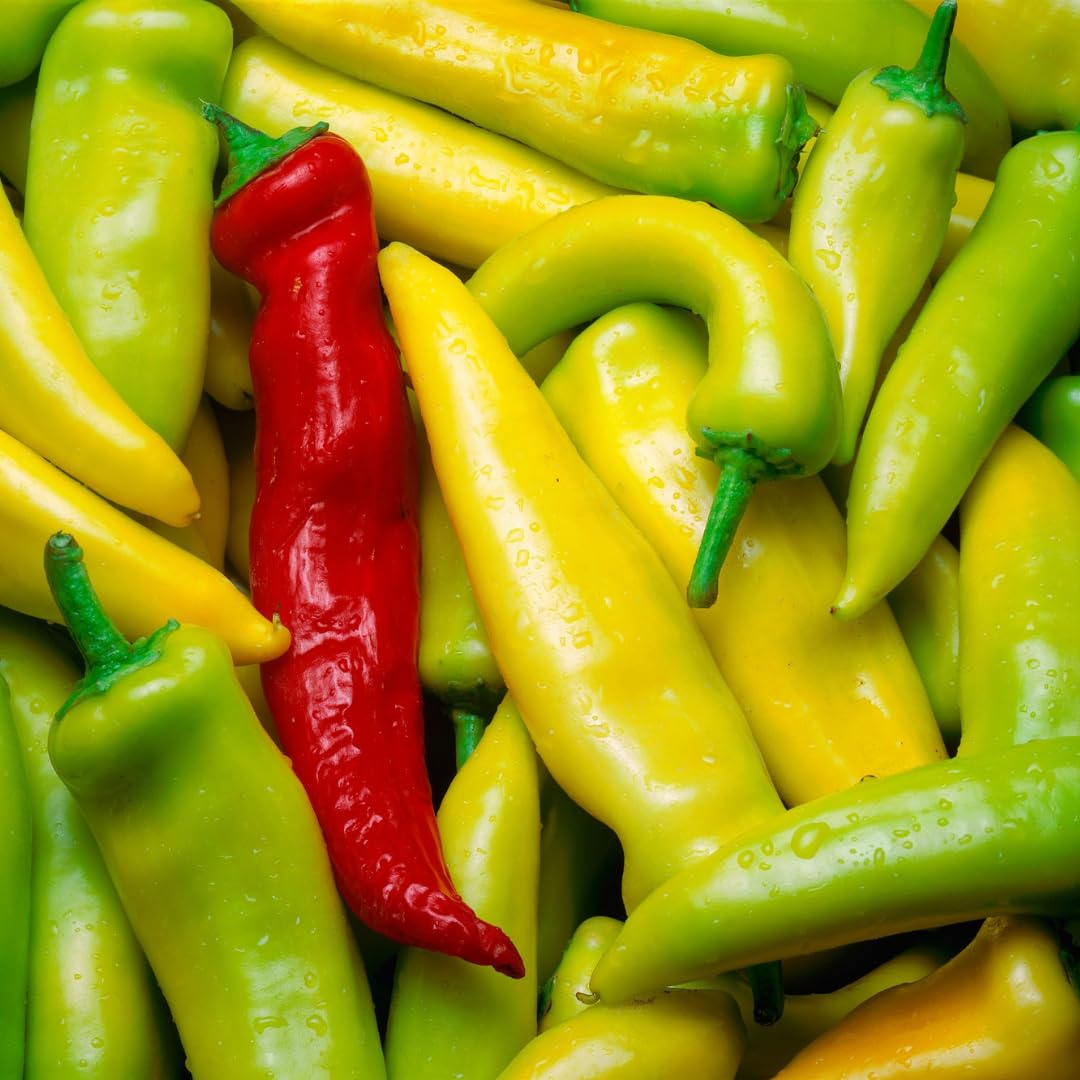 Set 4 Super Hot Peppers Live Plants, 90 Days Old Hot Pepper Chili Plant for Spring Planting, Assorted Color (Hungarian Hot Wax)