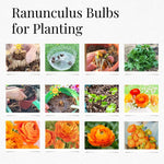 Pack of 30 Ranunculus Flowers Bulbs for Spring Planting, Ranunculus Bulbs for Planting, Spring Blooms Vibrant Perennial Bulbs for Garden Borders (Bright Orange)