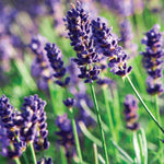 2 Lavender Plants Live Indoors, 4-8" Tall, Lavandula Perennial Flower Plants for Planting Outdoors Home Garden (Purple Lavender)