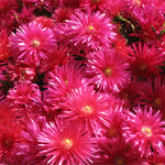 Red Ice Plant Live, Perennial Ice Plant Ground Cover for Planting 4 Inch Pot