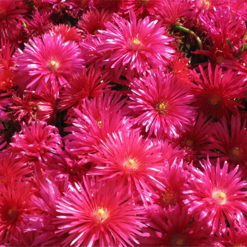 Red Ice Plant Live, Perennial Ice Plant Ground Cover for Planting 4 Inch Pot