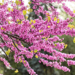 Red Bud Tree Plant in Quart Pot, 1 Year Old Redbud Tree Live Plant, Pink Purple Blooms for Planting, Winter Dormant