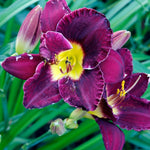 Pack 3 Purple Daylily Bulbs for Planting, Hardy Perennial Flower with Vibrant Blooms, Reblooming Daylilies Bulbs for Garden Borders and Containers