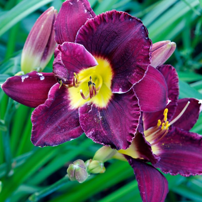 Pack 3 Purple Daylily Bulbs for Planting, Hardy Perennial Flower with Vibrant Blooms, Reblooming Daylilies Bulbs for Garden Borders and Containers