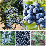 3 Rare Sweet Blueberry Bushes Seedlings, High-Yield Blueberry Trees Live Plants, 6 Months Old, Starter 3-6" in Tall, Cold Hardy Zones 4-7