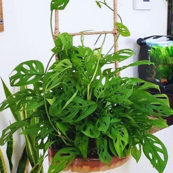 Live Monstera Plant Pot, Set 4 Plants, Monstera Live Plants Indoor, 3 to 5 Inches Tall, Monstera Plant Live Starter Plants