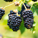 2 Thornless BlackBerry Plants Live for Planting, Sweet BlackBerry Bushes Trees, 5 to 8 Inches Tall, Blackberries Fruit Trees (Chester BlackBerry)
