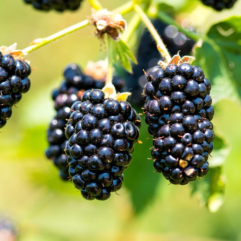 2 Thornless BlackBerry Plants Live for Planting, Sweet BlackBerry Bushes Trees, 5 to 8 Inches Tall, Blackberries Fruit Trees (Chester BlackBerry)