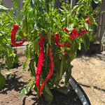 Set 6 Long Red Pepper Live Plants, 90 Days Old Live Pepper Chili Plant for Spring Planting
