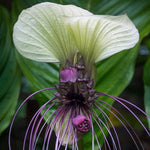 Bat Orchid Plant Live for Planting, in 2 Inch Pot, Tacca Chantrieri Flower Live Plants, Houseplants Live to Grow (White)