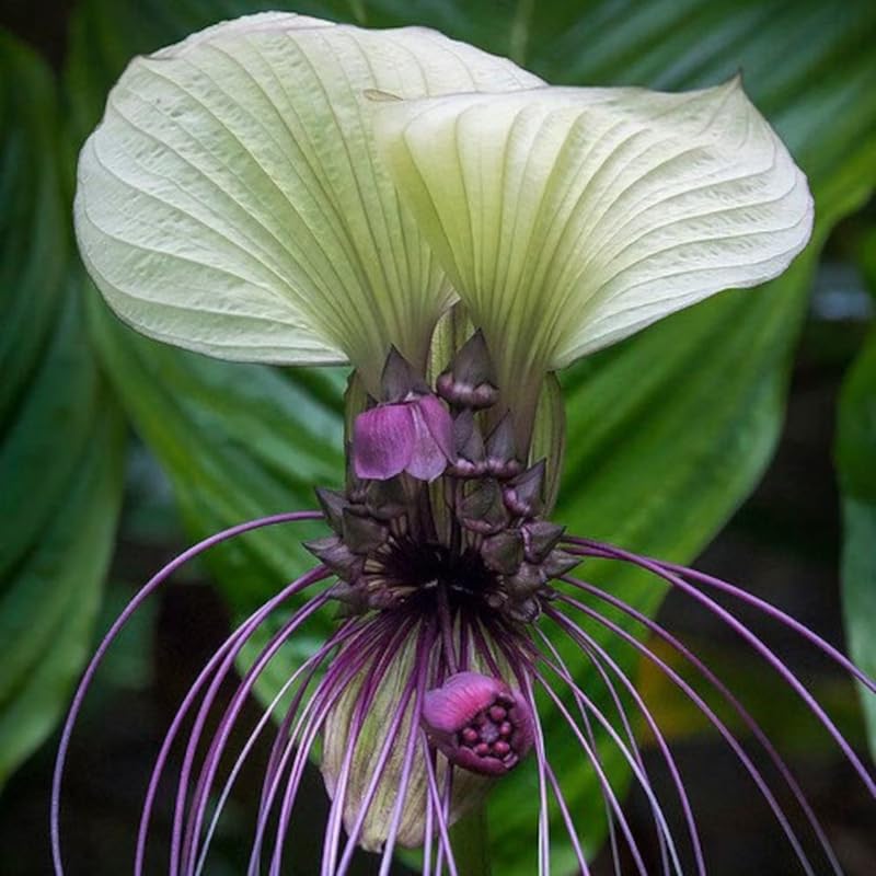 Tacca White Bat Flower Live Plant in 2 Inc Pot, White Bat Orchid Plant Live Indoor, White Plant Live for Planting Outdoor