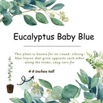 Baby Blue Eucalyptus Plant Live Indoor, Cold Hardy Eucalyptus Tree Live Plant and Fragrant Foliage, Starter Plants from 4 to 7 Inches Tall