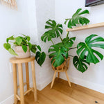 Green Monstera Plant Live, Monstera Live Plant, Houseplants, 5 to 7 Inc Tall for Gardening