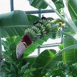 Grand Nain Banana Plant Live, 4-6" Tall Well-Rooted for Indoor Tropical Displays, Cold Hardy Banana Fruit Tree