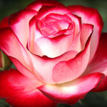 Climbing Rose Live Plant, 6 Months Old Starter, Fragrant Purple Climbing Roses for Planting Outdoor, No Pot (Dark Night)