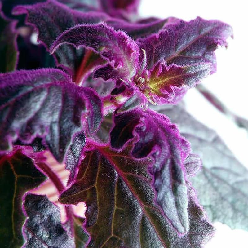 2 Purple Passion Plants Live for Growing, 4-9 Inc Tall, Gynura Aurantiaca Purple Velvet Passion Live Plants, Royal Velvet Plant