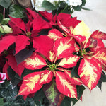 2 Poinsettia Plants Live, Variegated Poinsettia Flowers Christmas Decorations, Holiday Houseplant, Poinsettias Trees Plants, No Pot, 5-9" Tall