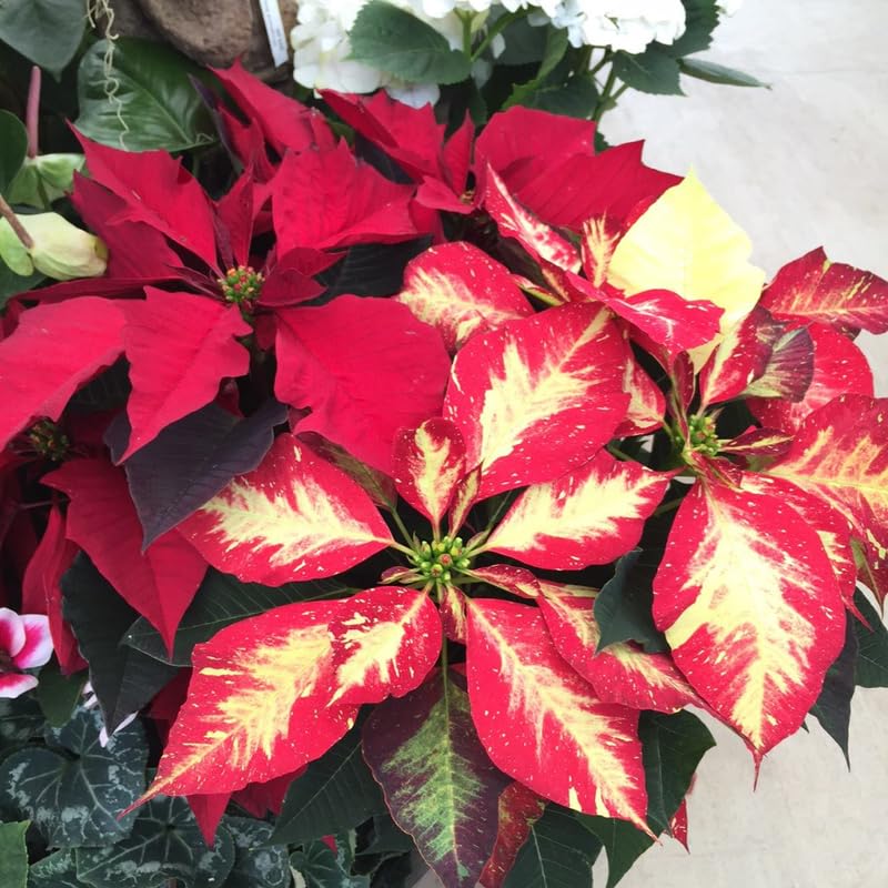 2 Poinsettia Plants Live, Variegated Poinsettia Flowers Christmas Decorations, Holiday Houseplant, Poinsettias Trees Plants, No Pot, 5-9" Tall