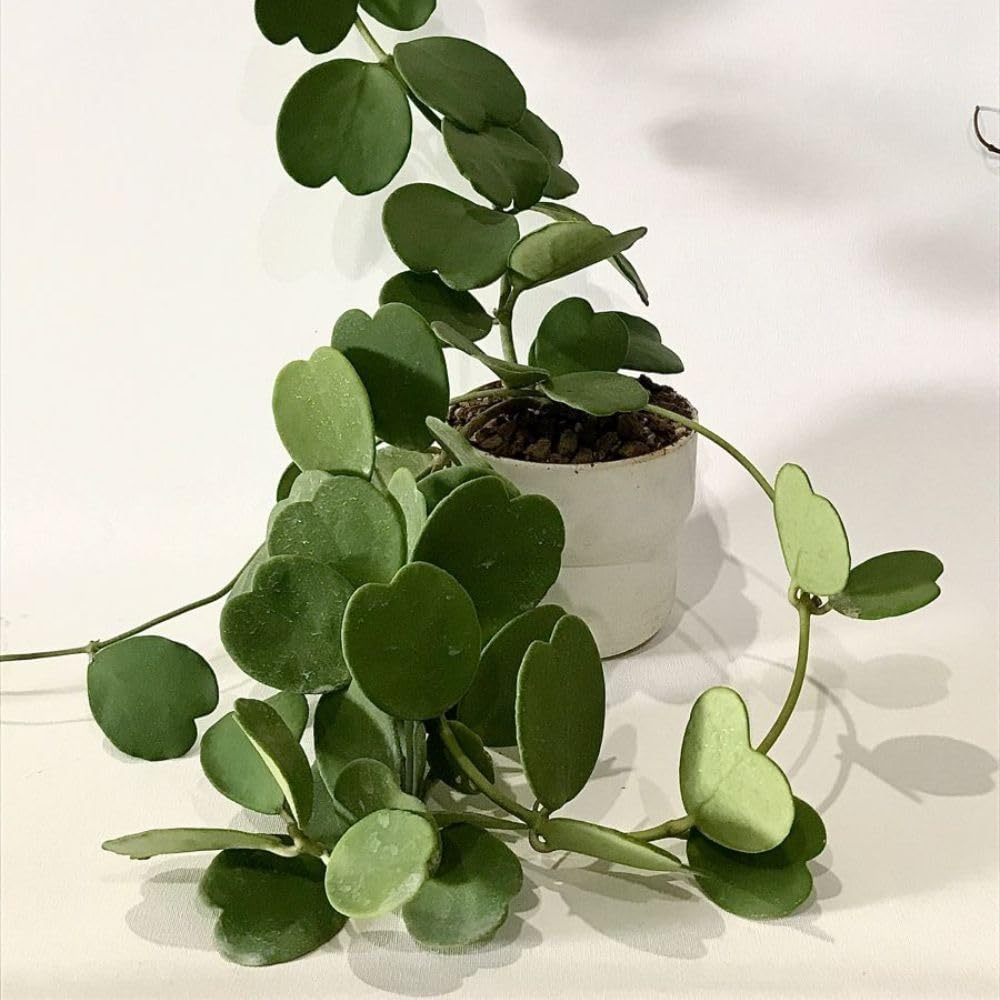 2 Hoya Kerii Hearts Houseplant Live 3-5 Inches Tall, Hoya Plant Live Houseplants, Tropical Indoor Vine Plant for Home, Office, and Gifts