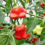 2 Plants Aji Dulce Pepper Live Plants Per Pot, 100 Days Old Pepper Plant Well Rooted Seedlings, Hot Peppers for Year Round Harvesting