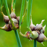 3 Egyptian Walking Onion Plants Live, Perennial Garden Onions for Outdoor Growing, Hardy in Zones 3–9