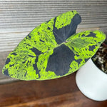 Combo 2 Black Green Colocasia Live Plants, 5 to 8" in Tall, Elephant Ear Esculenta Taro Alocasia Live Plant for Planting, Live House Plant Colocasia
