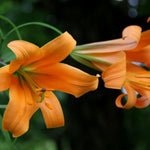 2 Large Orange Lily Bulbs, 4-6 Inch, Orange Lilies Bulbs, Flowering Bulb for Outdoor Garden Beds and Containers