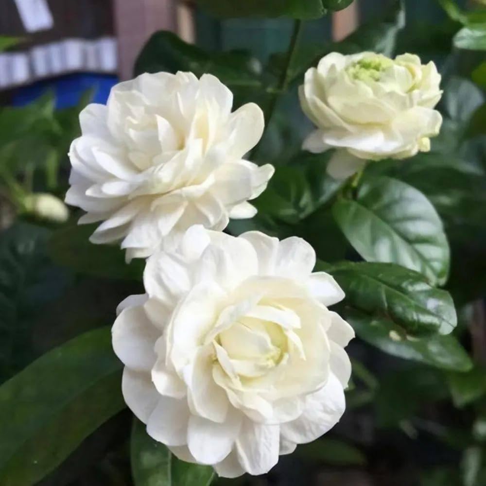 Set 2 of Jasmine Plant Indoor Live, Grand Duke of Tuscany Jasmine Flower Plant Between 5 and 7 Inc Tall Garden Growing