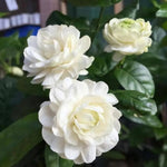3 Jasmine Plants Live, Mix Jasmine Flower Plants Live Between 5 and 7Inc Long Outdoor Planting Indoor Fragrant Flowers, Easy to Plant