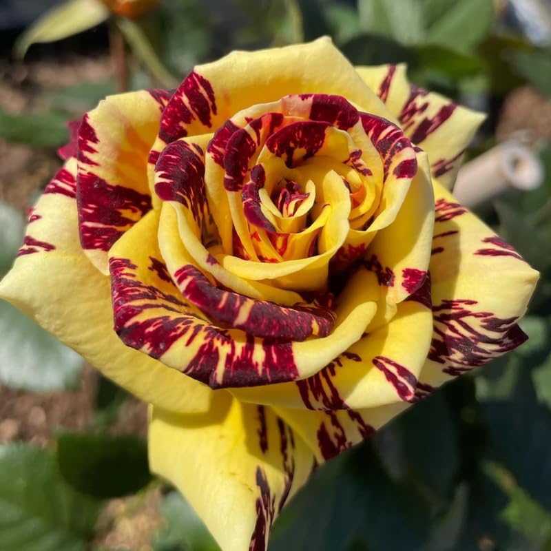 Rare Rose Bush Live Plant Well-Rooted, 6-10 Inch Tall, Fragrant Rose Flowers Tree, No Pot (Stripe Rose)