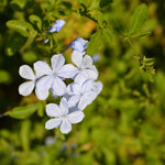White Plumbago Live Plant, 4-6 Inches Tall in 4 Inch Pot, Plumbago Vine Plant for Planting, Vibrant Flowering Starter Plant