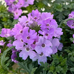 Set of 2 Light Lavender Verbena Plant Live, Light Purple Verbena Live Plant, Purple Flower, 5-7 Inches in Height for Planting