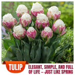 10 Tulip Bulbs for Spring Planting, Tulip Bulbs for Fall Planting, Flower Bulbs, Zones 3-8 (Ice Cream)