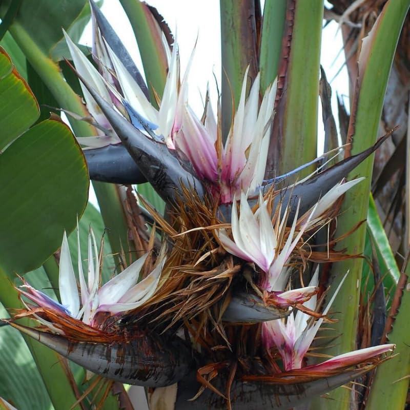 White Bird of Paradise Plant Live, 8 to 12 Inches Tall, Bird of Paradise Live Plant, Tropical Plants Outdoor