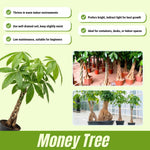 Money Tree, Live Money Tree, Easy Care Houseplant, 6-10 Inc Tall, Indoor Plant for Home and Office Decoration