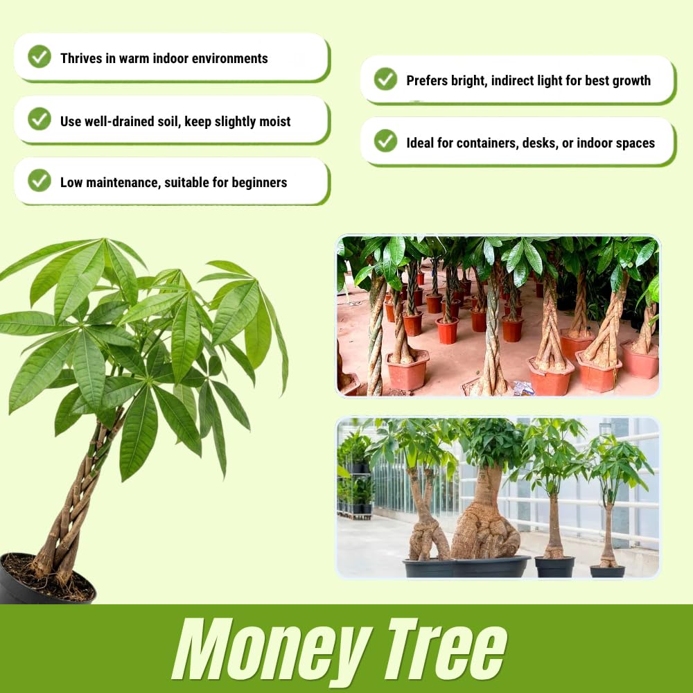 Money Tree, Live Money Tree, Easy Care Houseplant, 6-10 Inc Tall, Indoor Plant for Home and Office Decoration