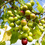 Bronze Grape Vines Live Plants for Planting, 5-10" Grape Tree for Outdoor Garden, Dormant in Winter, Cold Hardy, Sweet Flavor