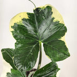 Elephant Ear Plants, Rare Colocasia Plant Live, Perennial Esculenta Taro Alocasia 4-8 Inch Tall, Indoor Outdoor Garden (Variegated White)