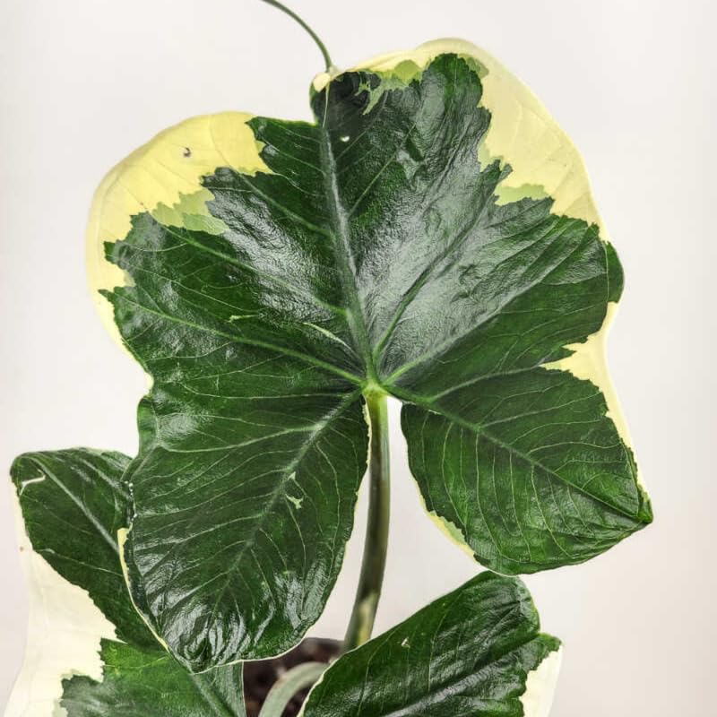 Elephant Ear Plants, Rare Colocasia Plant Live, Perennial Esculenta Taro Alocasia 4-8 Inch Tall, Indoor Outdoor Garden (Variegated White)